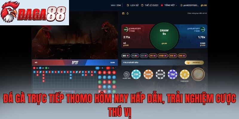 Đá gà trực tiếp thomo hôm nay