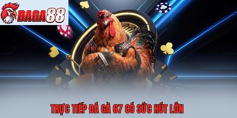 Trực tiếp đá gà 67 có sức hút lớn