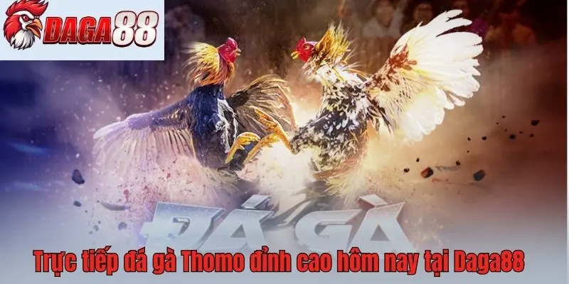 Trực tiếp đá gà Thomo