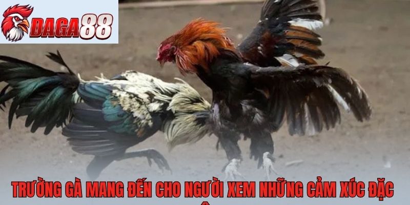 Trường gà mang đến cho người xem những cảm xúc đặc biệt